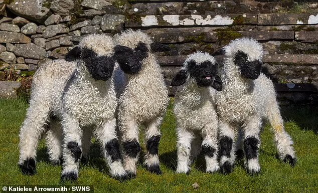 للمرة الأولى... الحملان ذات الأنف الأسود تولد خارج موطنها الأصلي: من أجمل الخراف حول العالم! (صور)