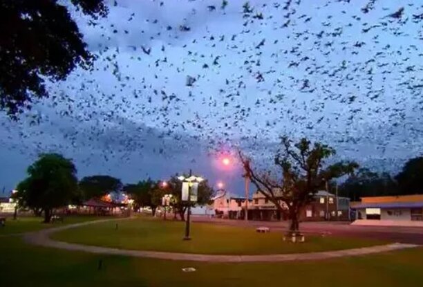 هجوم شرس من الخفافيش الطائرة يجبر هذه المدينة على الإغلاق... إليكم ما حدث! (صورة)
