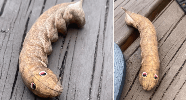 أسترالية تعثر على مخلوق غامض في فناء منزلها: لديه عيون وردية وسوداء ويشبه شخصية كرتونية (صورة)