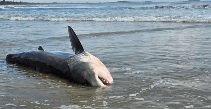  هناك شيء شرير يحدث ... سمكة قرش عملاقة تنجرف إلى الشاطئ بعد اصطدامها بعنف في المحيط وهذا ما حل بها! (فيديو)