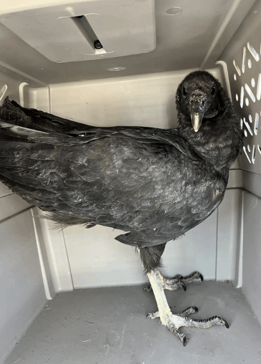 نسران أثارا ضجة غريبة... ظهرت عليهما علامات الاحتضار والموت ولكن الحقيقة خلف حالتهما مفاجئة ومضحكة! (فيديو)