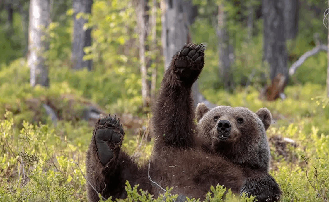 مواقف مضحكة لحيوانات برية...يتصرفون كالبشر (صور)
