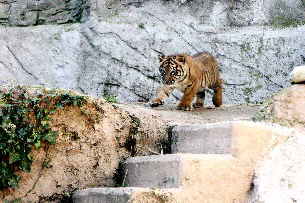 إطلالة أولى في حديقة روما للحيوانات لصغيرة النمر السومطري كالا (صورة)