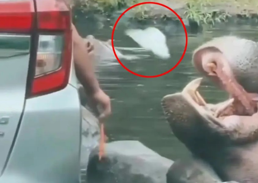 سائح أثار موجة غضب... ألقى كيسا بلاستيكيا في فم فرس النهر داخل محمية (صور)