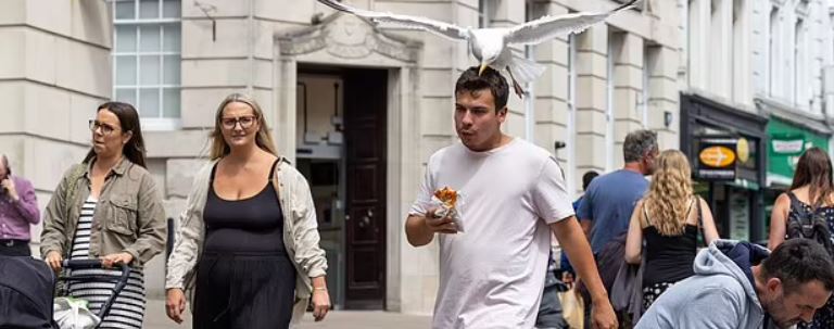 طائر نورس يثير هلع المارة يوميا... تعرفوا على غريغ الجائع ! (صور)