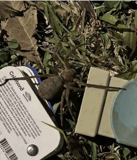 وجدت عنكبوتا حاملا ضخما داخل مكتبها... حجمه مرعب! (صور)