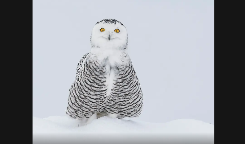 مواقف مضحكة لحيوانات برية...يتصرفون كالبشر (صور)