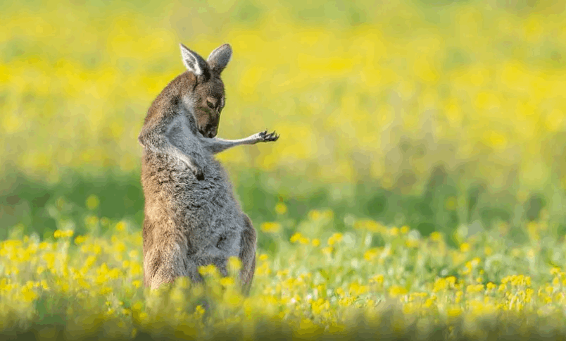مواقف مضحكة لحيوانات برية...يتصرفون كالبشر (صور)