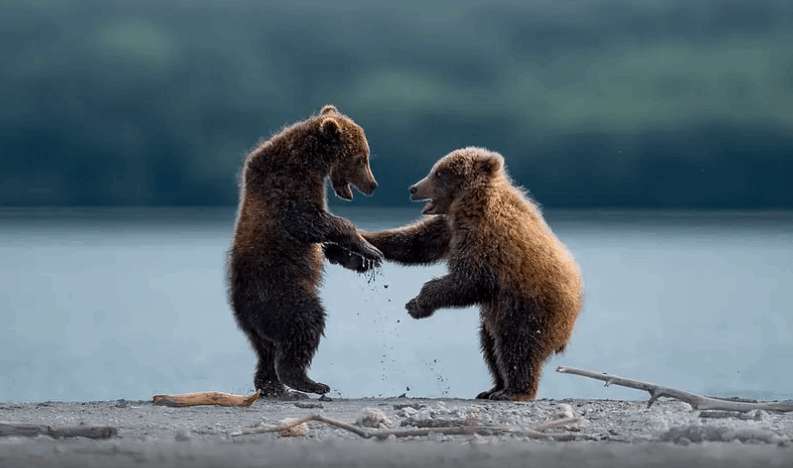 مواقف مضحكة لحيوانات برية...يتصرفون كالبشر (صور)