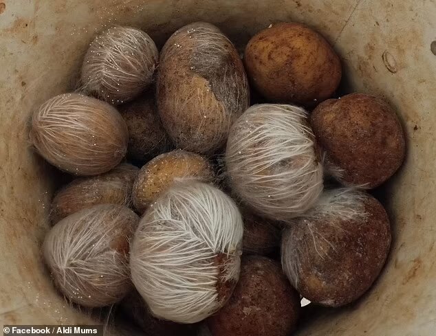 امرأة تكتشف شكلا غريبا للبطاطا بعد يومين على تخزينها... والبعض شبهها بخصيتي الرجل! (صورة)