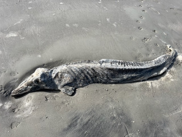 الأمواج قذفت وحش المحيط المرعب إلى الشاطئ... وهذه هي طبيعته! (صور)