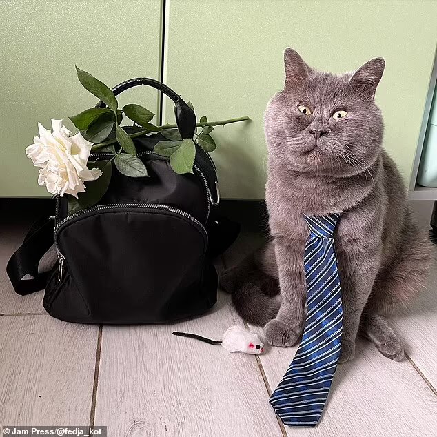 قط شبيه بالرسوم المتحركة يحظى باهتمام عدد هائل من المعجبين... تعرفوا إلى فيديا ! (صور)