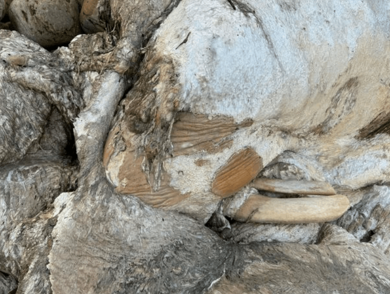 وحش بحري مجهول الهوية يظهر على شاطئ في هذا البلد... حجم الحيوان يوازي حجم 3 أشخاص! (صور)