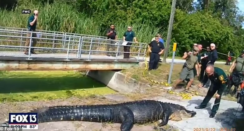 تمساح ضخم يلتهم أما بلا مأوى في هذا البلد: لقطات مرعبة توثق الهجوم المميت (صور)