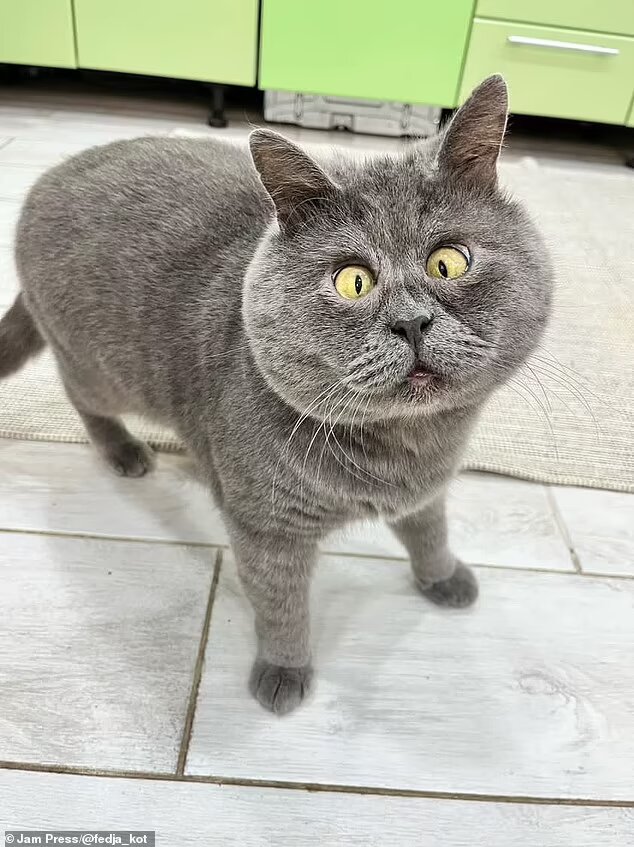 قط شبيه بالرسوم المتحركة يحظى باهتمام عدد هائل من المعجبين... تعرفوا إلى فيديا ! (صور)