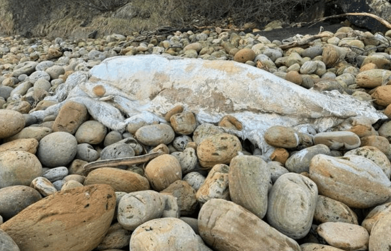 وحش بحري مجهول الهوية يظهر على شاطئ في هذا البلد... حجم الحيوان يوازي حجم 3 أشخاص! (صور)