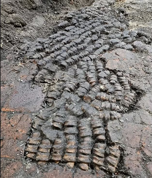 أرضية غامضة مصنوعة من العظام... اكتشاف مذهل بانتظار الخبراء في هولندا (صور)