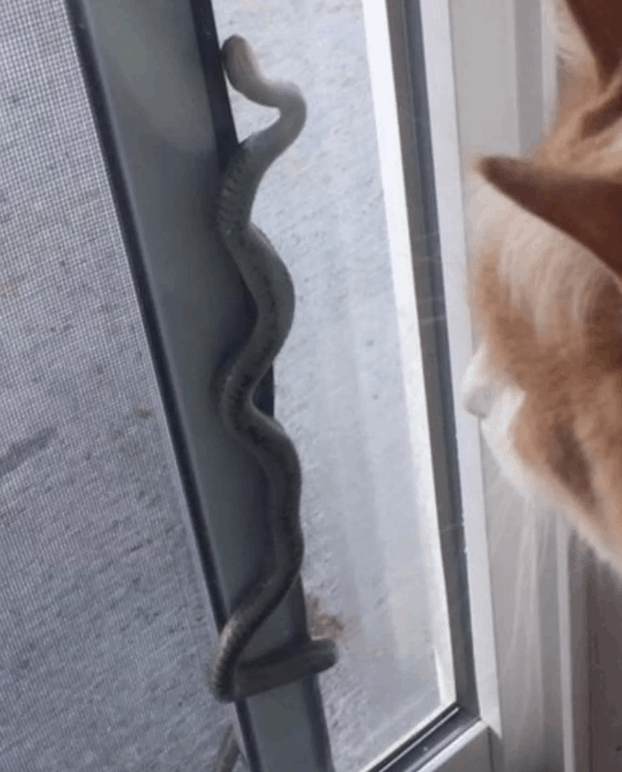  بدأت الرؤوس تظهر بين الشرائح الخشبية .. انتقلا إلى منزل جديد ثم أدركا أنهما ليسا بمفردهما: ما اكتشفاه مرعب! (صور)