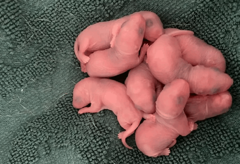 فتحت درج ملابسها الداخلية وعثرت على العائلة بداخله... كلابها الهائجة أدت الى الاكتشاف الصادم! (صورة)