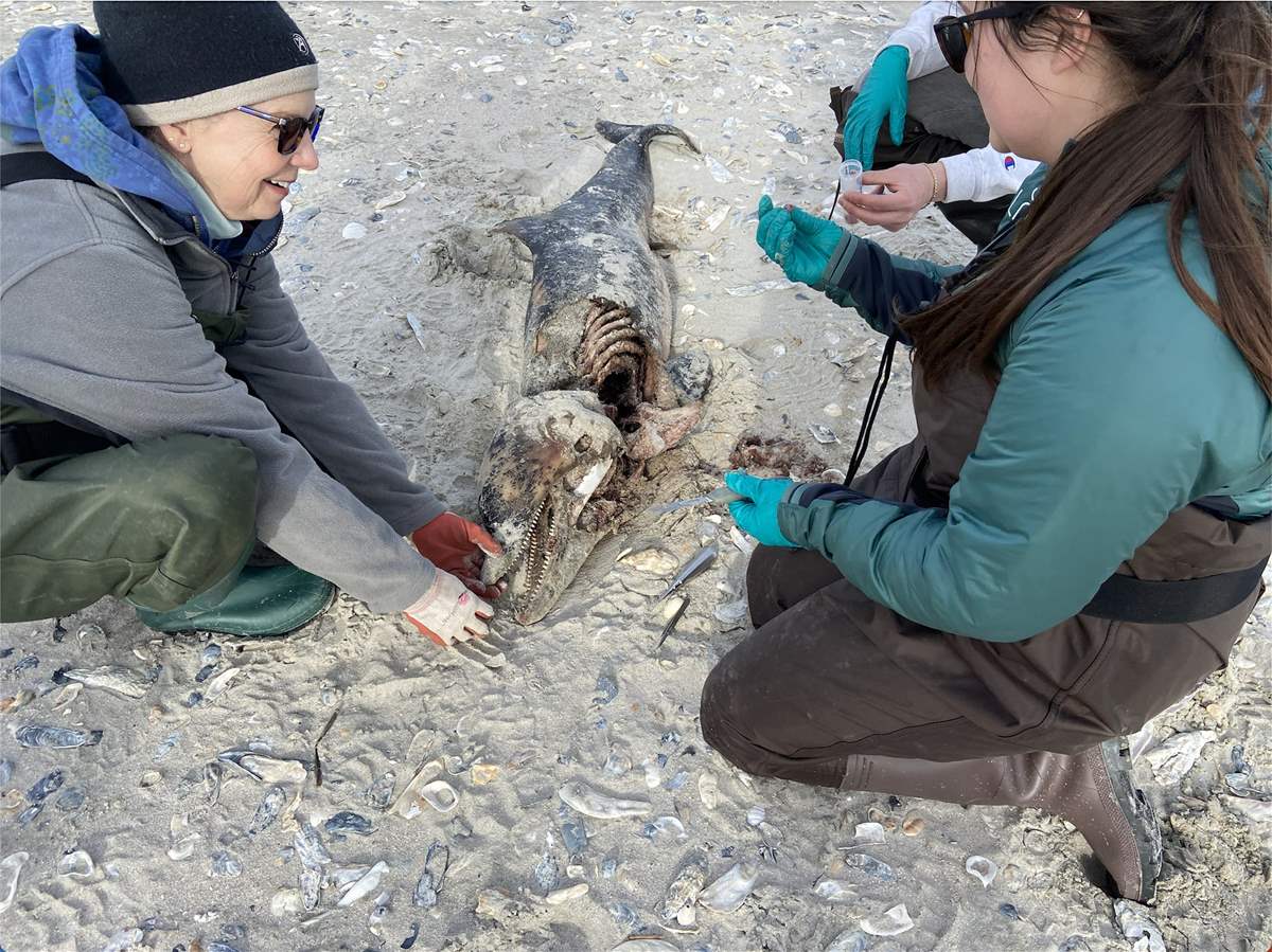 الأمواج قذفت وحش المحيط المرعب إلى الشاطئ... وهذه هي طبيعته! (صور)