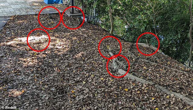 رجل أسترالي يعثر على مخلوقات غريبة مختبئة بين أوراق الأشجار... تعرفوا إلى التنانين المائية! (صورة)