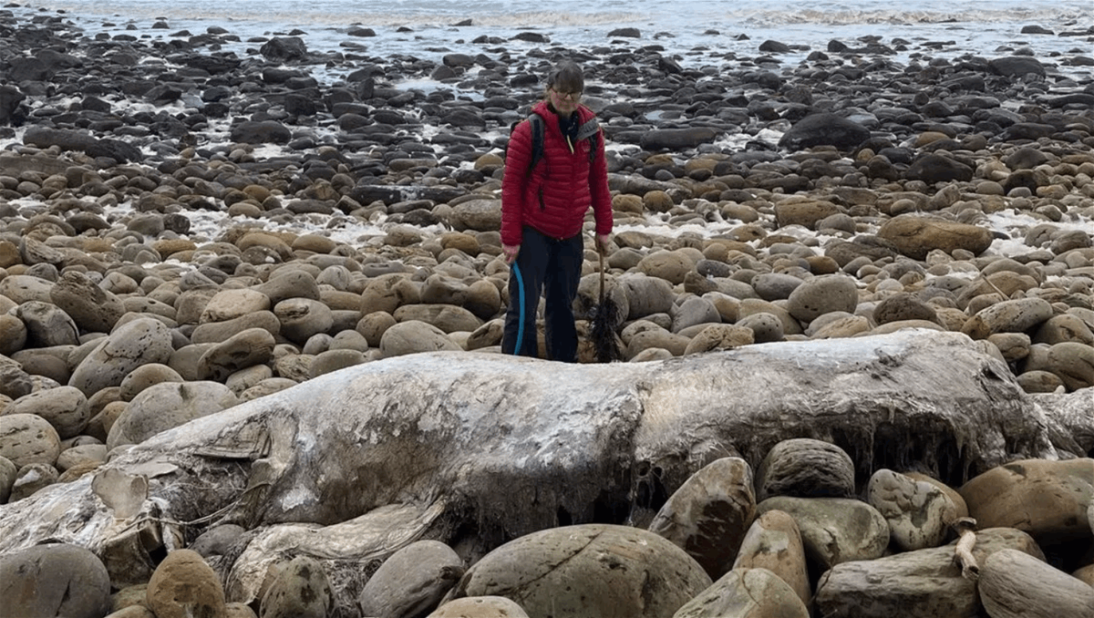 وحش بحري مجهول الهوية يظهر على شاطئ في هذا البلد... حجم الحيوان يوازي حجم 3 أشخاص! (صور)