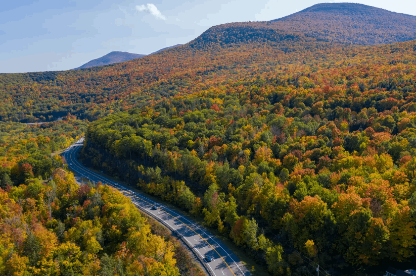 العثور على أقدم غابة في العالم... والعلماء يؤكدون: لقد شاهدتها الديناصورات!