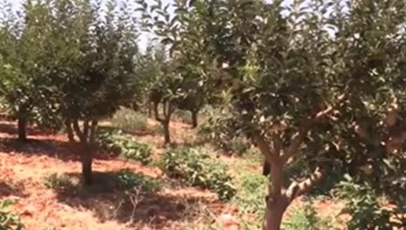  ما مصير موسم التفاح اللبناني؟
