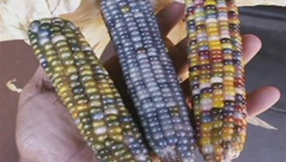 فقرة الزراعة – الذرة 