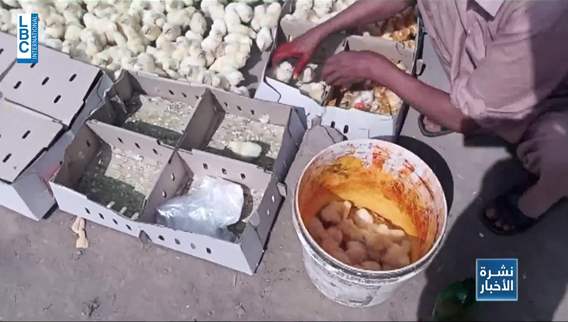 قاطعوا شراء الصيصان الملونة... لهذه الأسباب