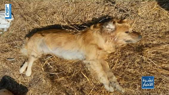 Group of pet dogs poisoned in Chekka