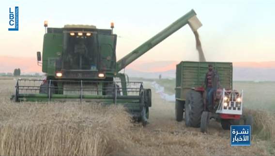 Wheat crisis in Bekaa: Farmers face tough wheat storage decisions