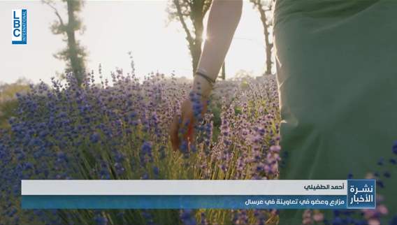 Lavender is a new cultivation in Lebanon, what are its benefits?