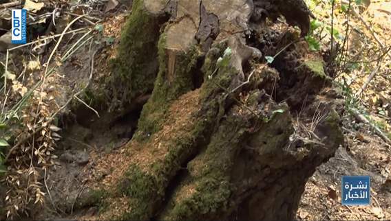 A new crime in which dozens of old trees were cut