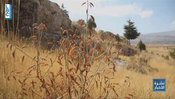 Natural reserves of distinctive trees in Baalbek – Hermel