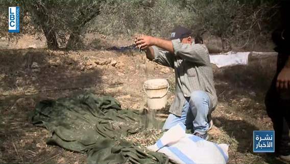 Border shells target the olive harvest