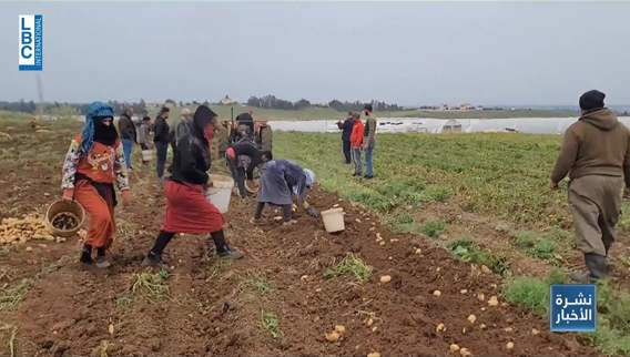 Is there a disruption in the agricultural calendar regarding the import of Egyptian potatoes?