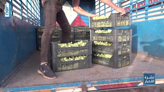 Fruits of south Lebanon are resilient also 