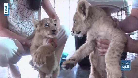 Video shows visitors entering a lion’s cage at a zoo, ministry intervenes