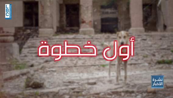Lebanon launches first comprehensive national plan to protect stray dogs