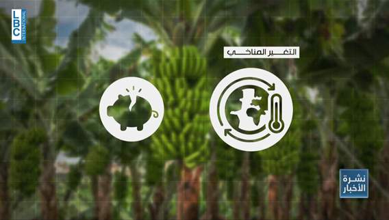 الموز في مهبّ المناخ... تهديد عالمي بالإمدادات ولبنان بمنأى حتى الآن