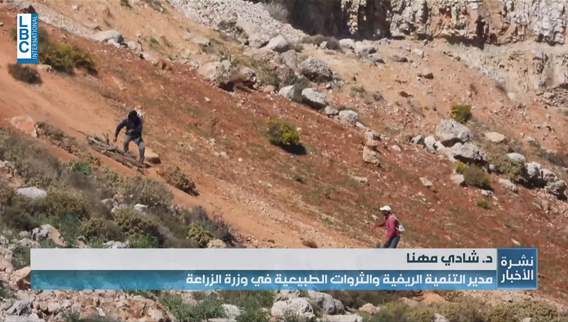  شتاء قادم وأشجار تُقطع