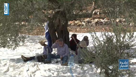 موسم الزيتون في الجنوب… مزارعون في وجه الحرب والطقس