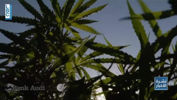 القنب الهندي من الممنوع إلى المشروع!
