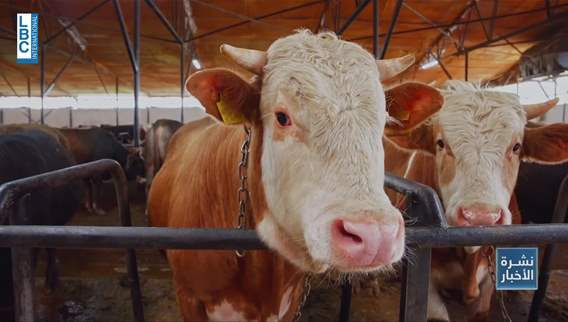 Foot-and-mouth disease hits Lebanon: Limited cases reported, containment plans underway to protect livestock