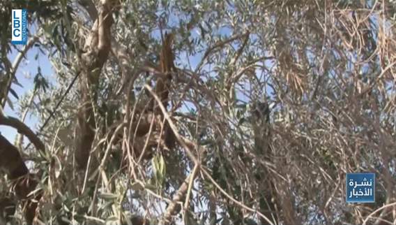 Beyond the Rubble: Israel’s actions leave South Lebanon’s agriculture in ruins