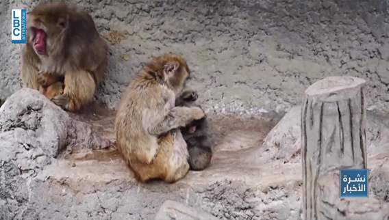 From lost pet to global sensation: The story of ''Punch'' the little monkey