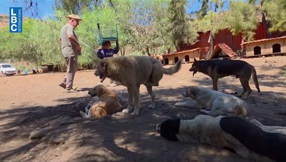 A dog saved his life and today he is the last lifeline for the animals of South Lebanon