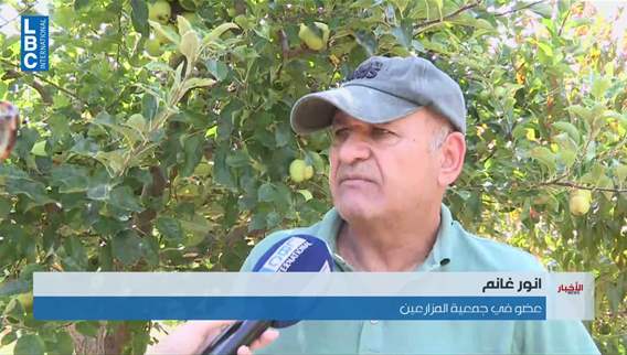Abundant apple harvest and the challenge of moving 200,000 tons: The details